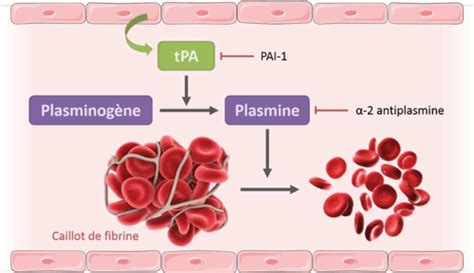 Effective time window activateur tissulaire du plasminogène